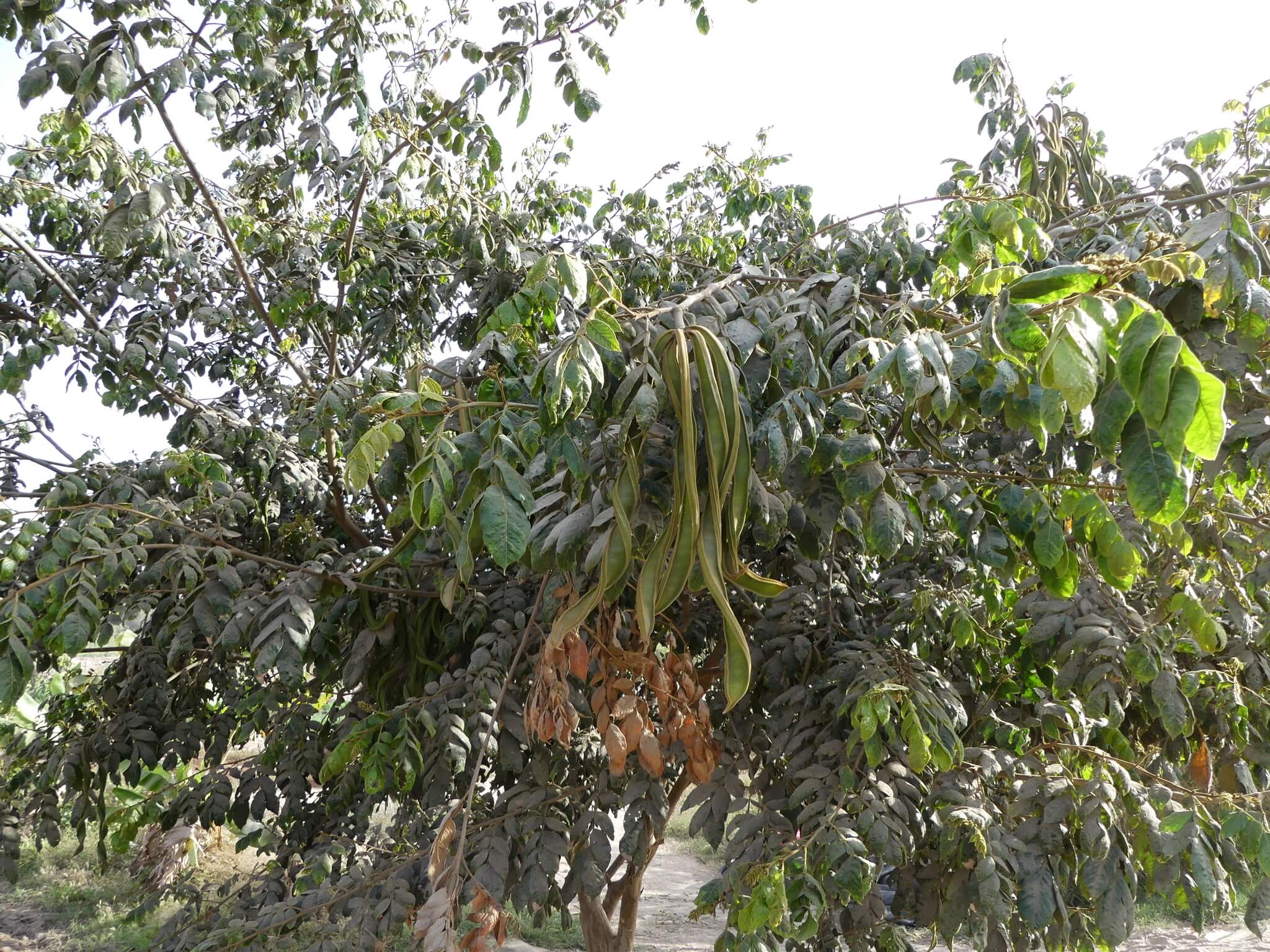 Capsicum baccatum cv. 'Pacay'